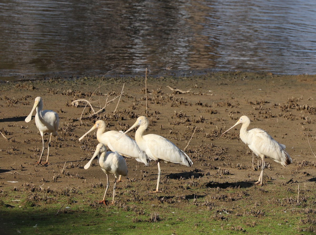 Yellow-billed Spoonbill - Cheryl McIntyre