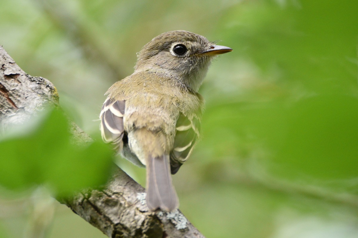 tyranovec malinký - ML114698121