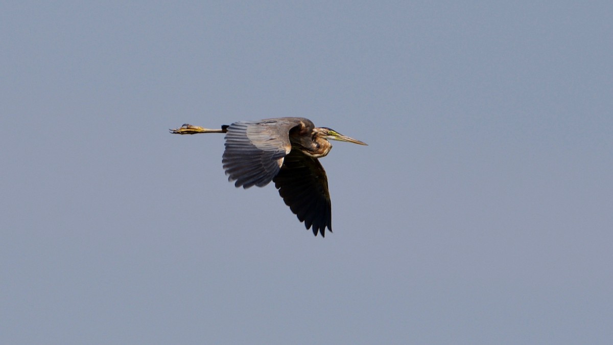 Purple Heron - ML114698781