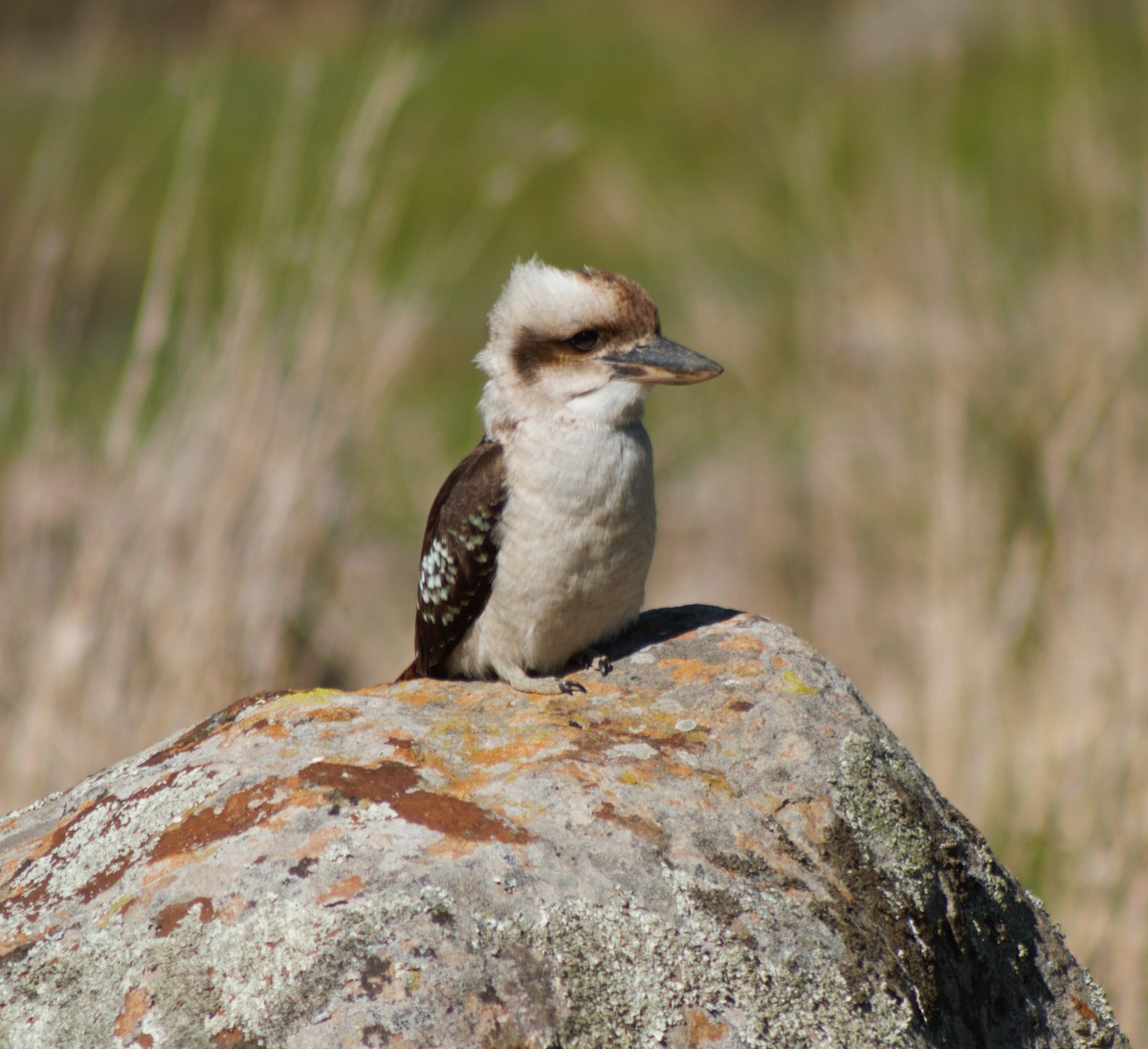 Laughing Kookaburra - ML114700261