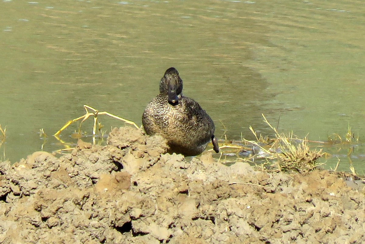 Freckled Duck - ML114700331