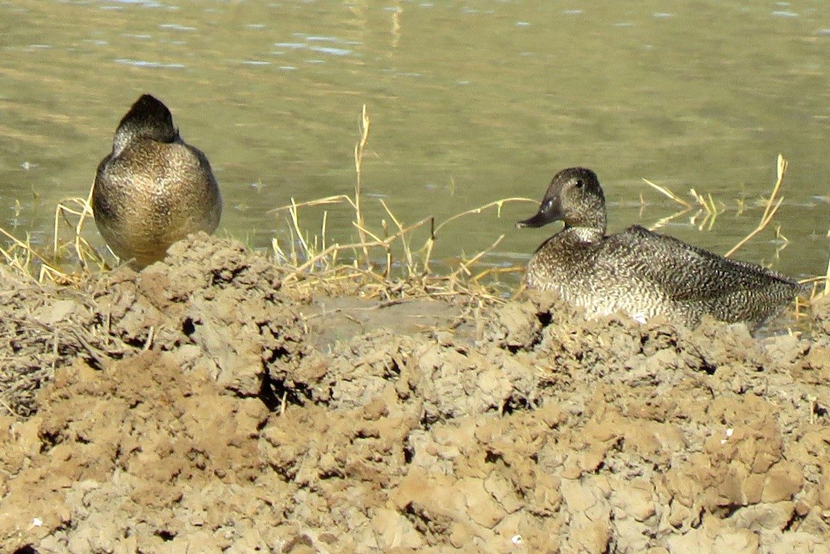 Freckled Duck - ML114700341