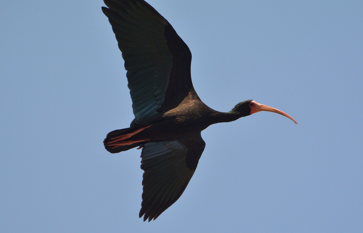 ibis tmavý - ML114700371