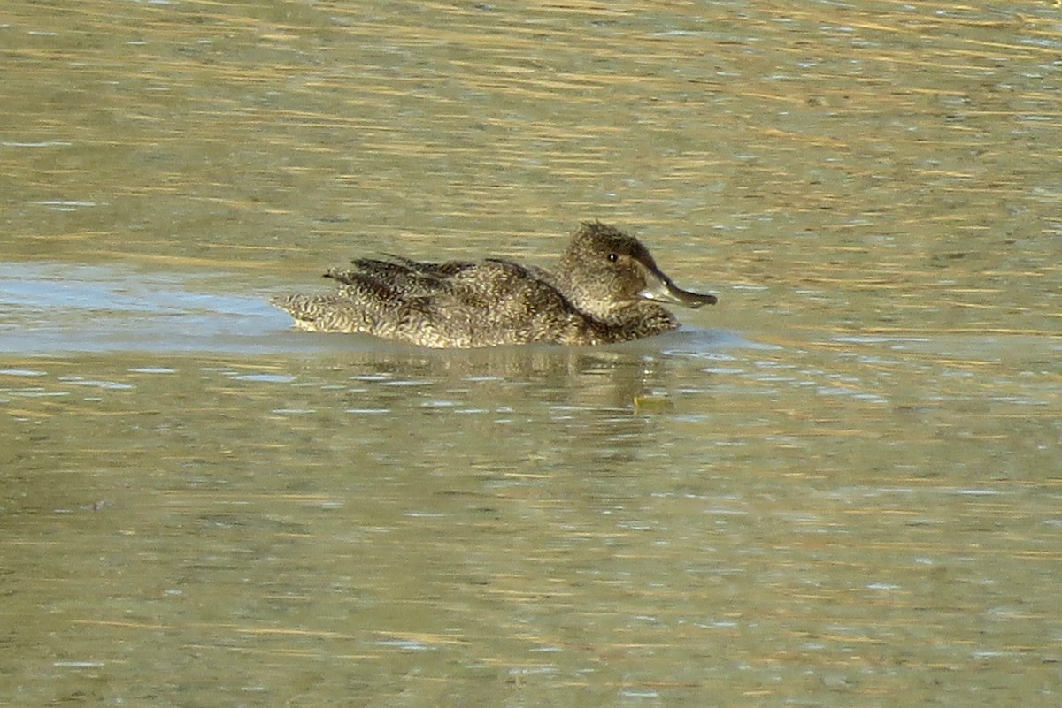 Freckled Duck - ML114700441