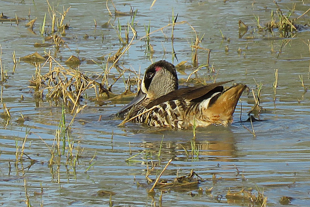 Pink-eared Duck - ML114700461