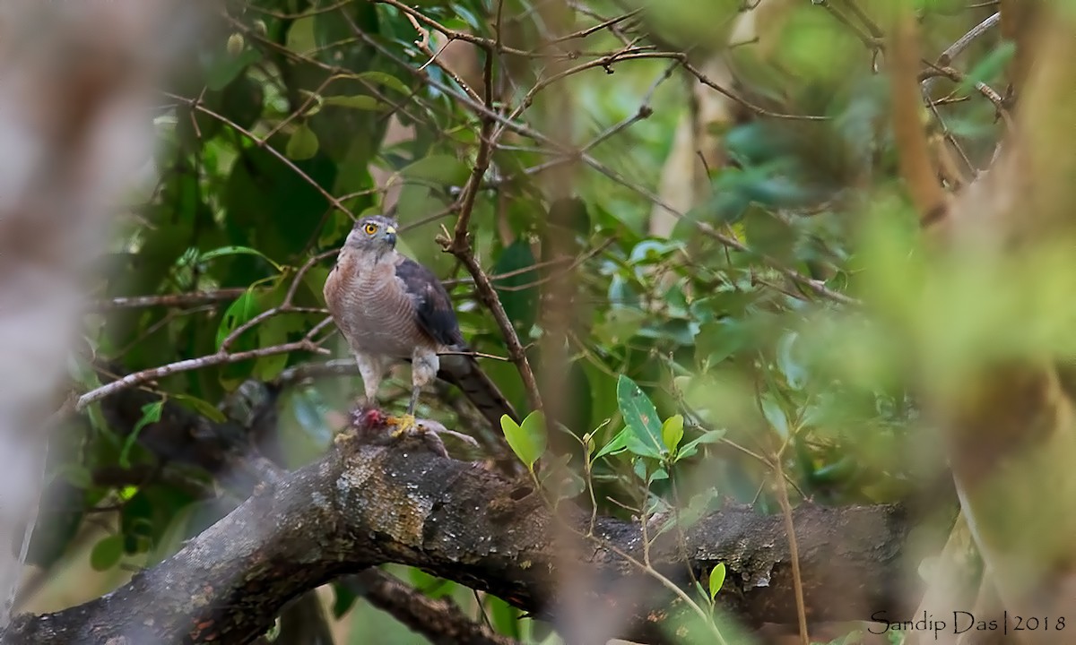 Shikra - ML114700811