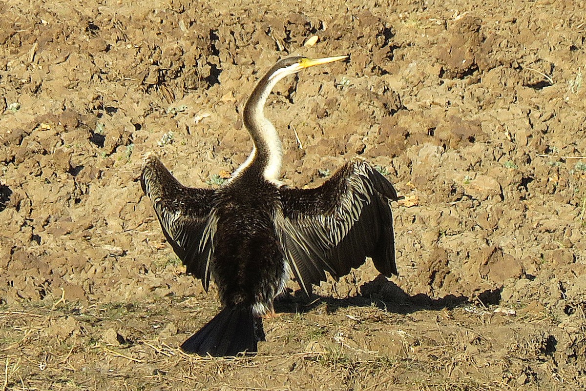 Anhinga Australiana - ML114701231