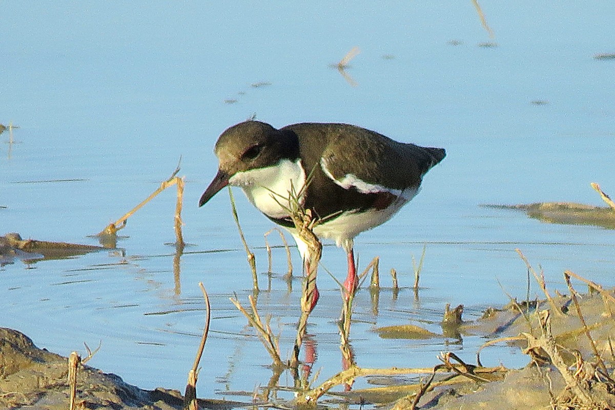 Red-kneed Dotterel - ML114701571