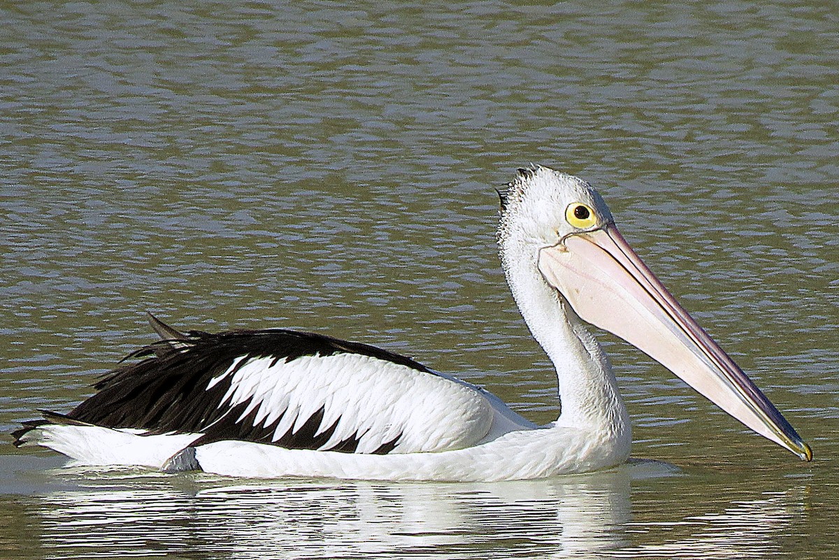 pelikán australský - ML114702261