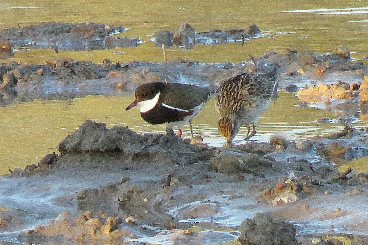 Red-kneed Dotterel - ML114702791