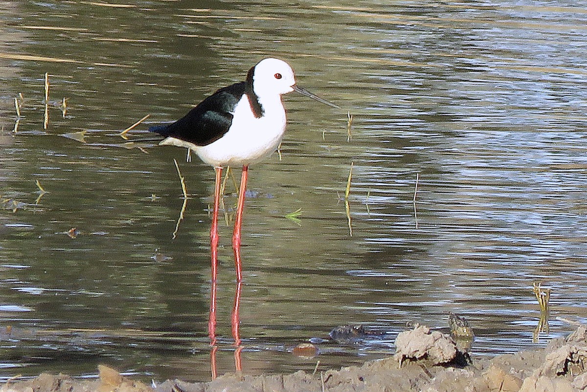 Pied Stilt - ML114703251