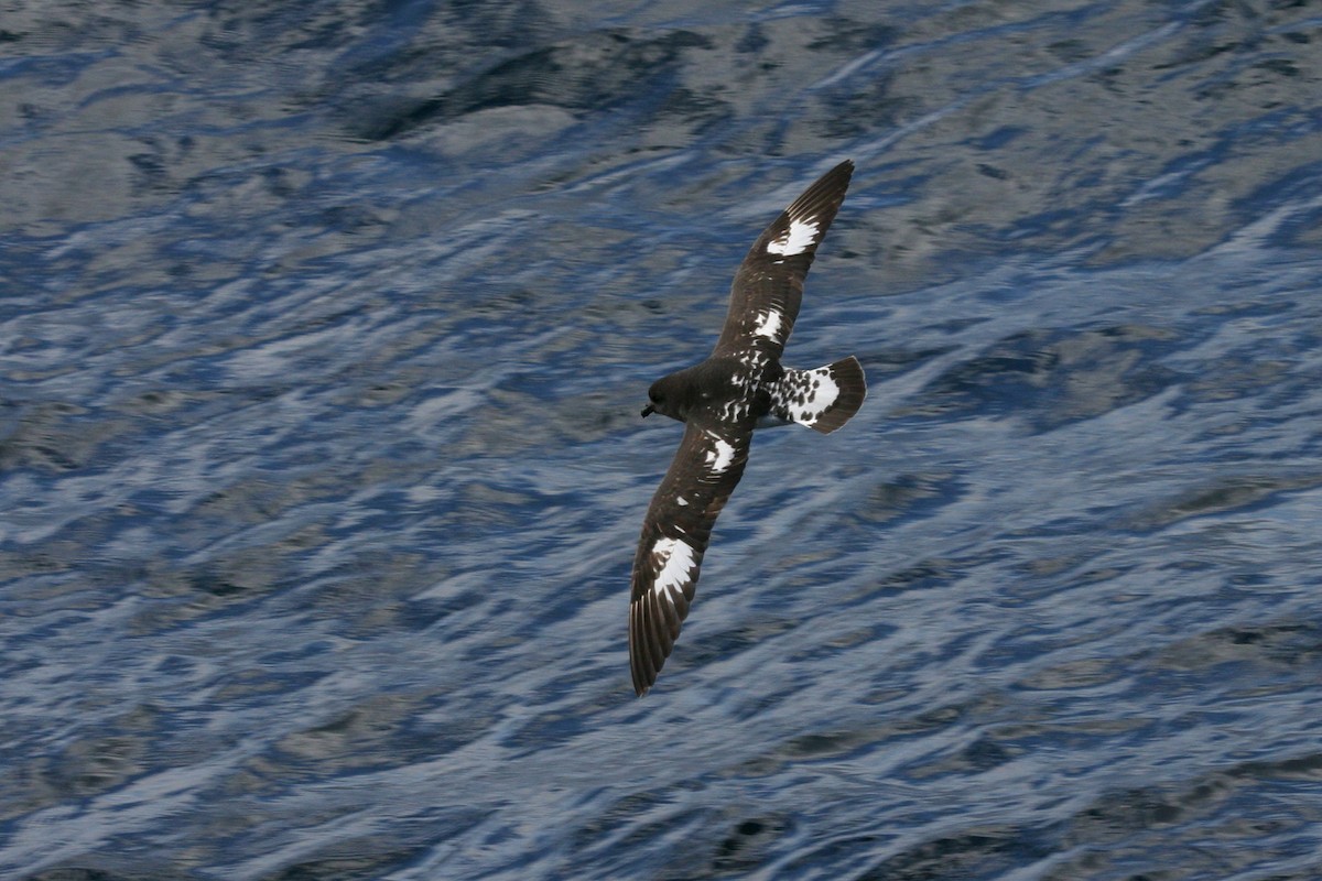 Cape Petrel (Snares) - ML114703261