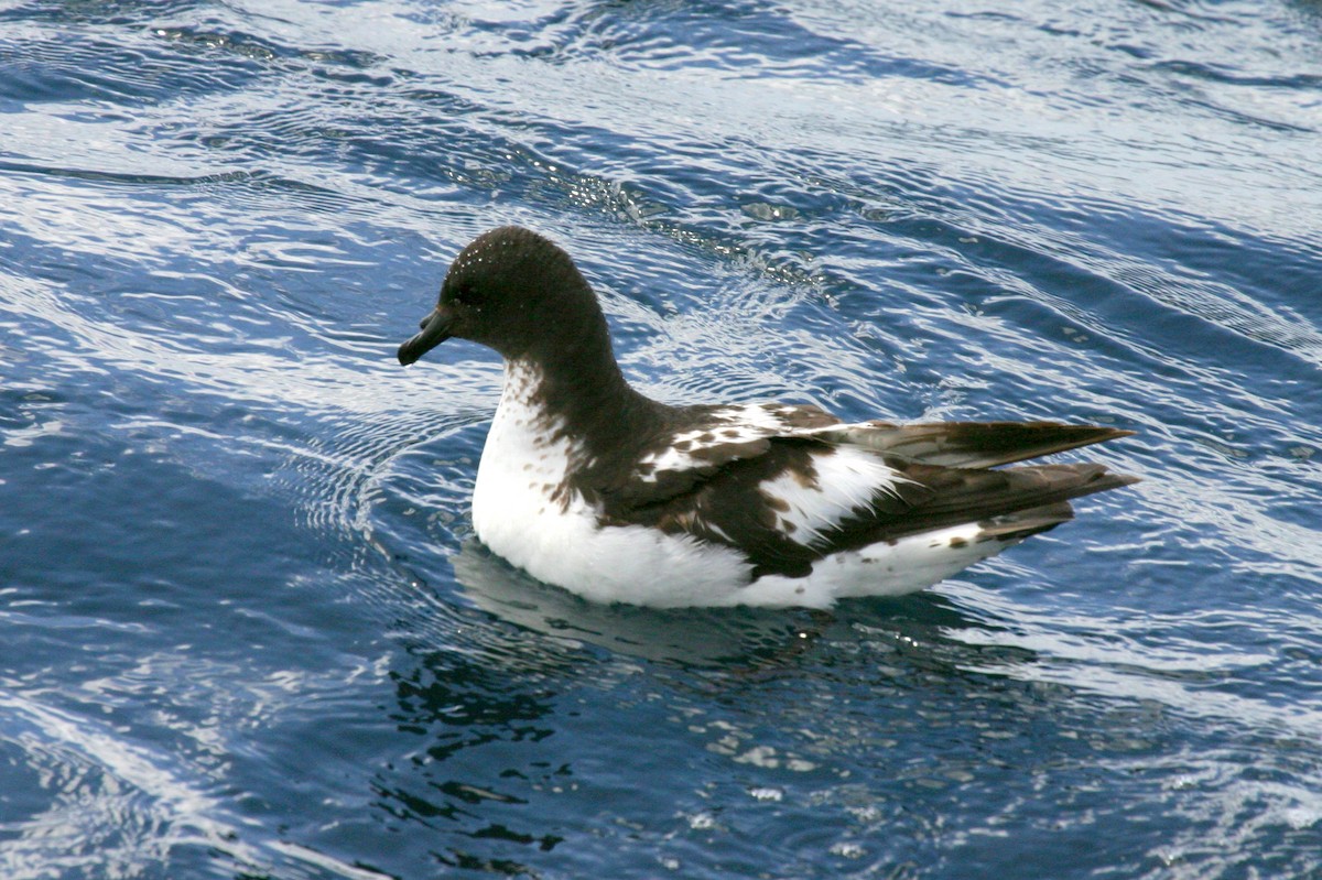 Cape Petrel (Snares) - ML114703271