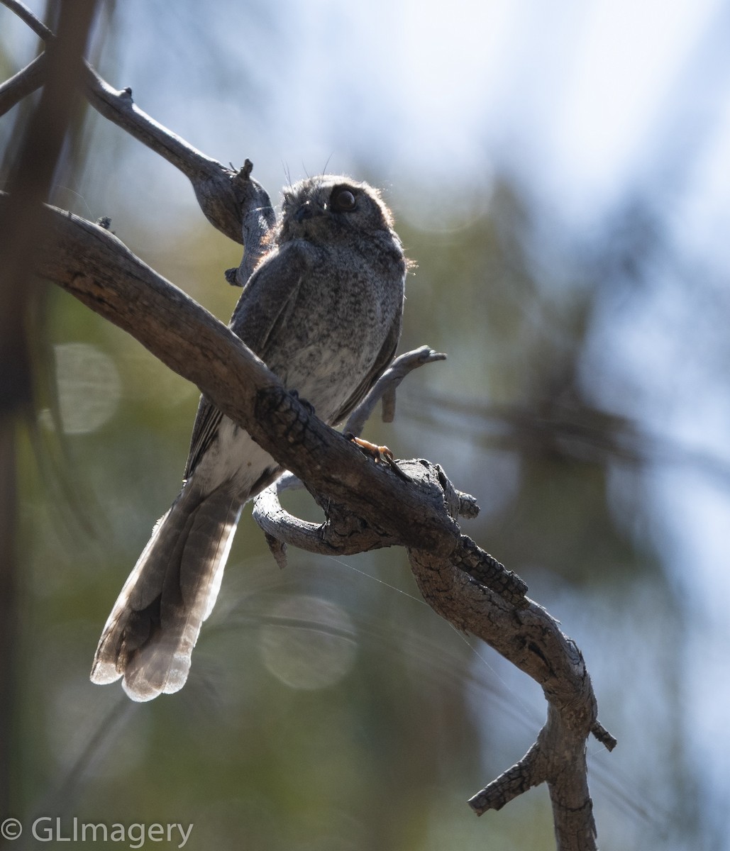Australian Owlet-nightjar - ML114703891