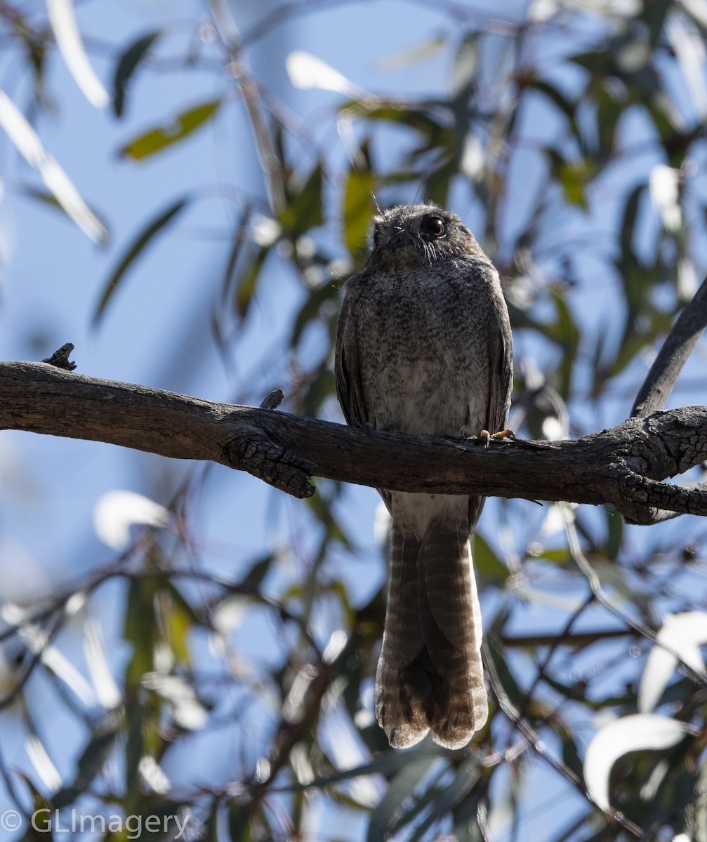 Australian Owlet-nightjar - Greg & Jeanette Licence