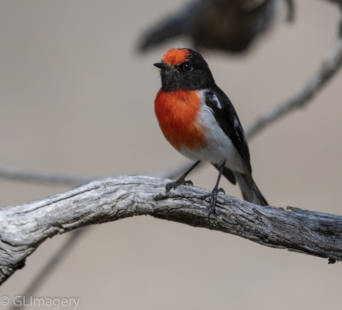 Red-capped Robin - ML114703951