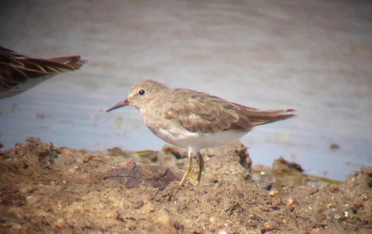 Temminck's Stint - John Graff