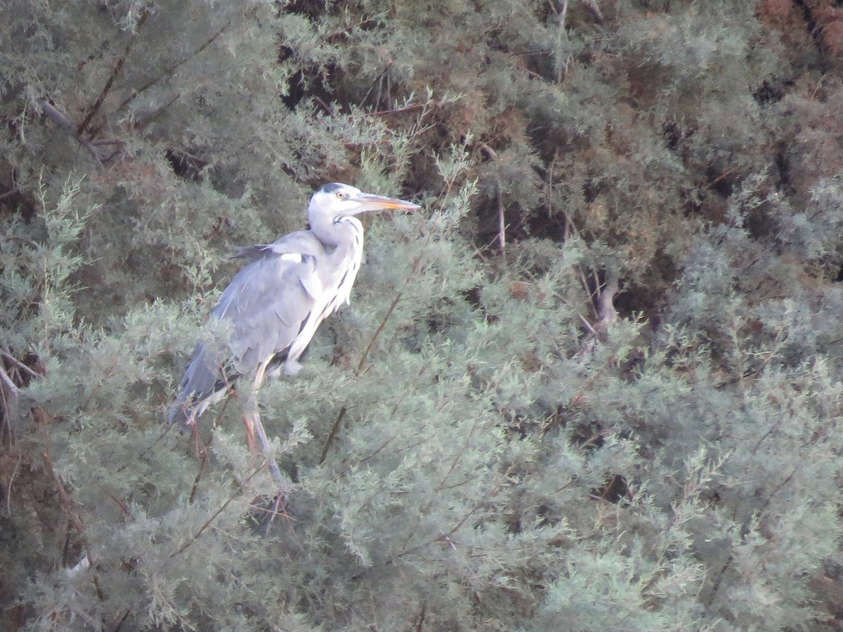 Gray Heron (Gray) - ML114720021