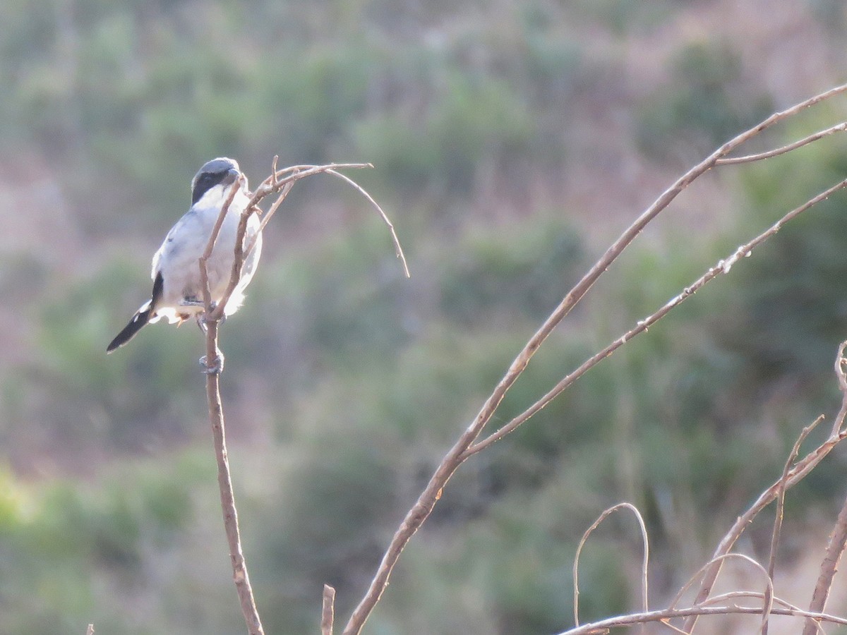Great Gray Shrike (Sahara) - ML114720031