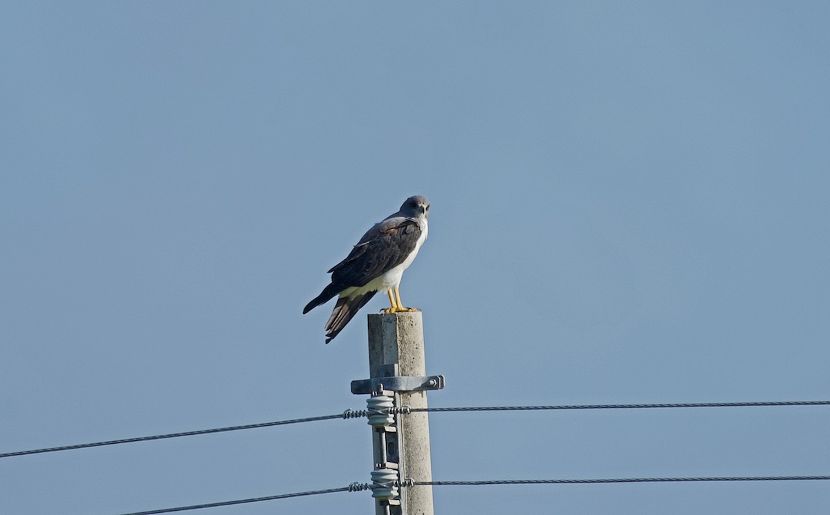 Weißschwanzbussard - ML114720451