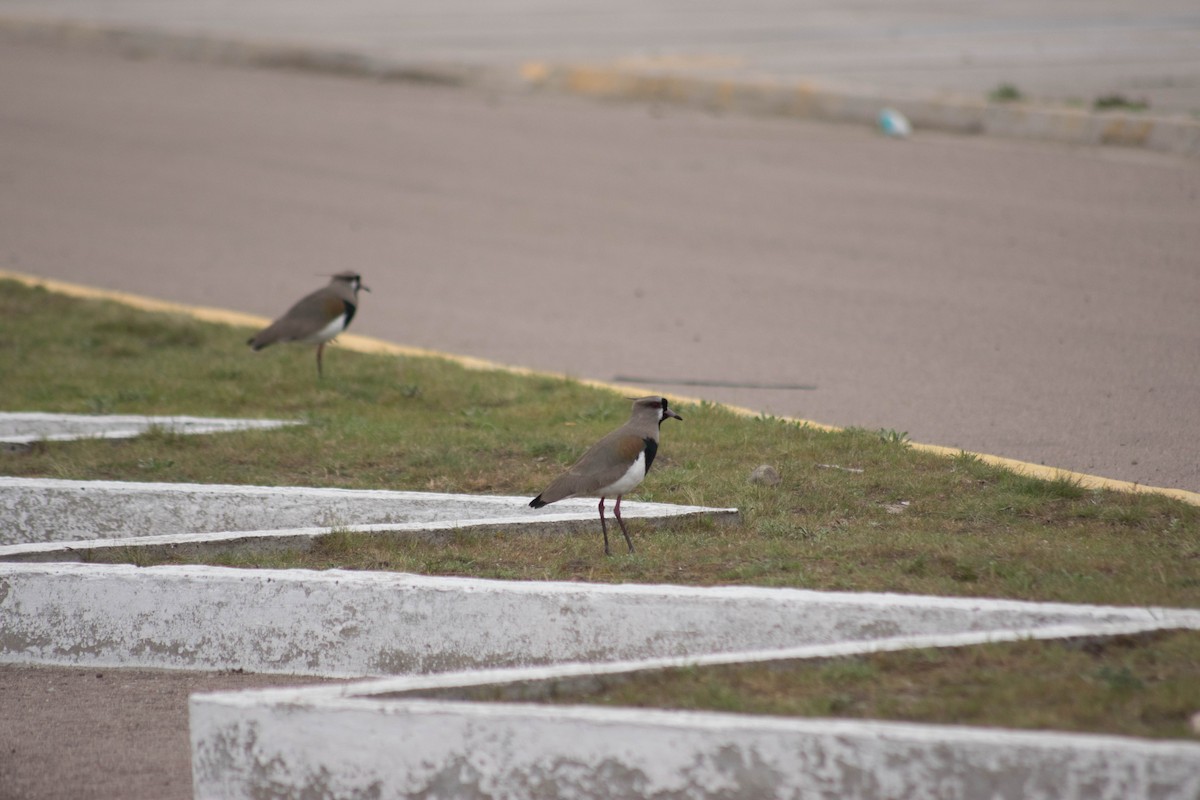 Southern Lapwing - ML114720611