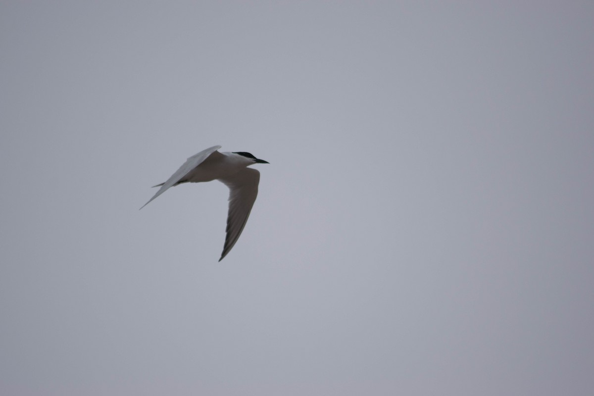 Gull-billed Tern - Tiago Rivadeo Pla