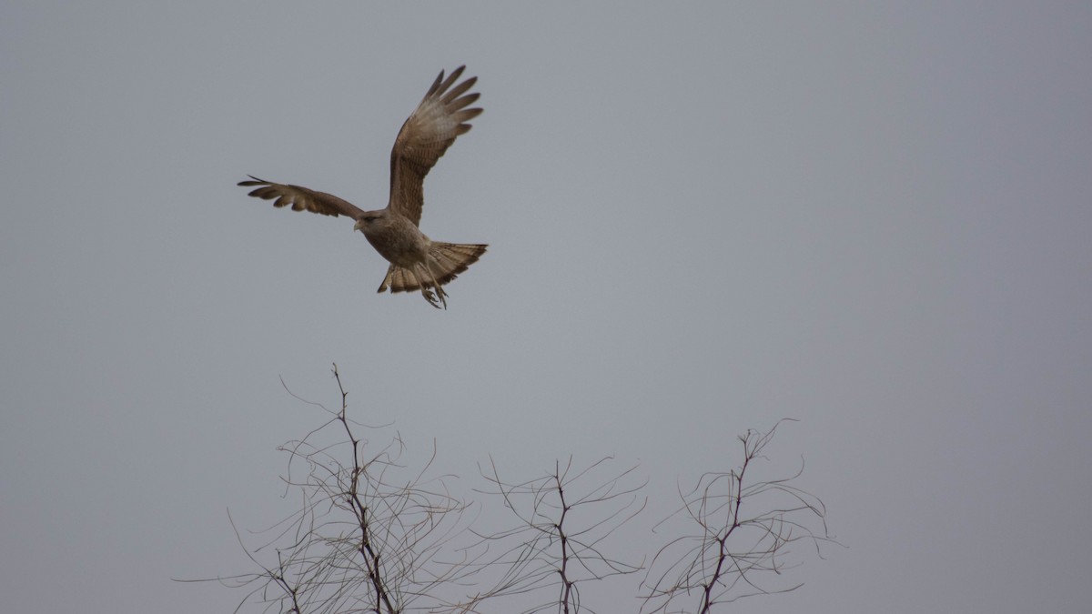 Chimango Caracara - Tiago Rivadeo Pla