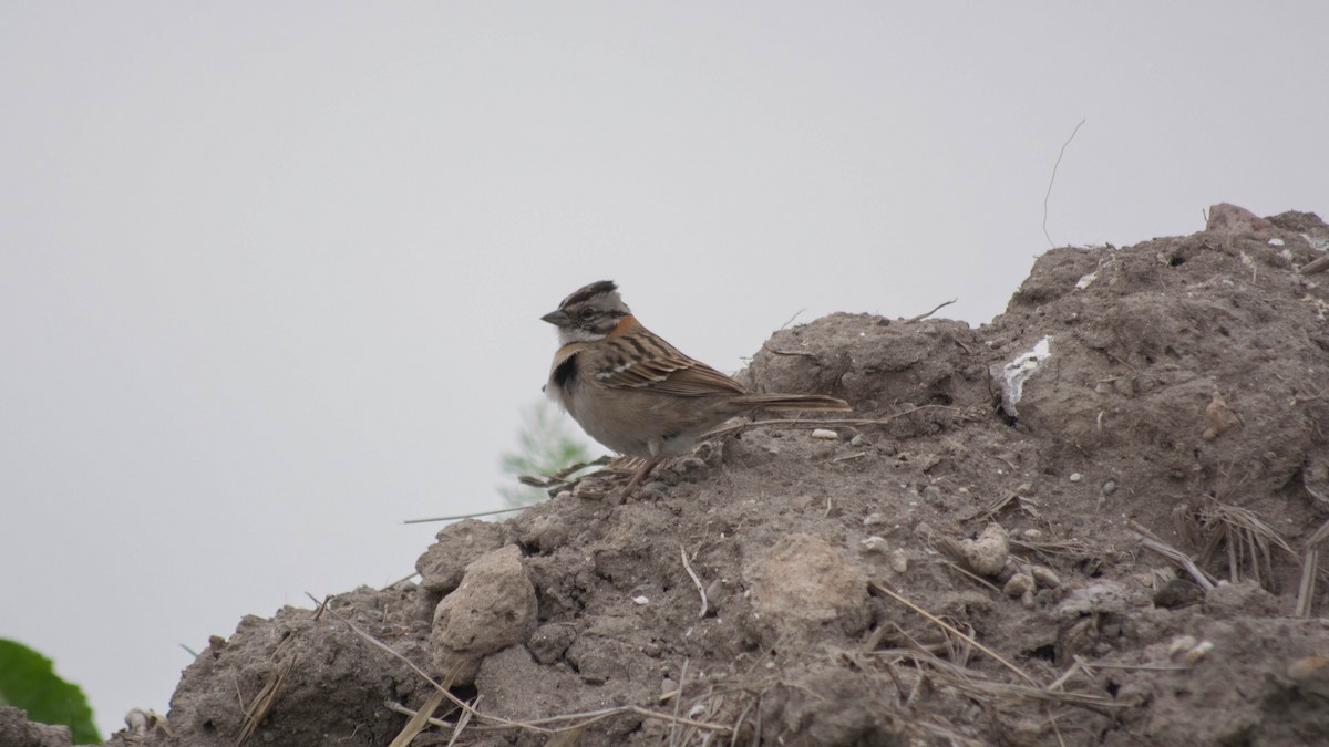 Rufous-collared Sparrow - Tiago Rivadeo Pla