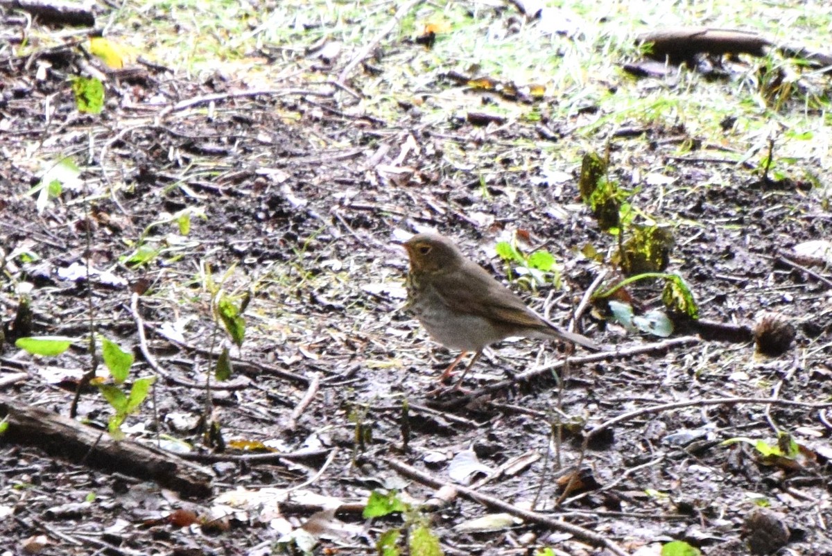 Swainson's Thrush - ML114722291