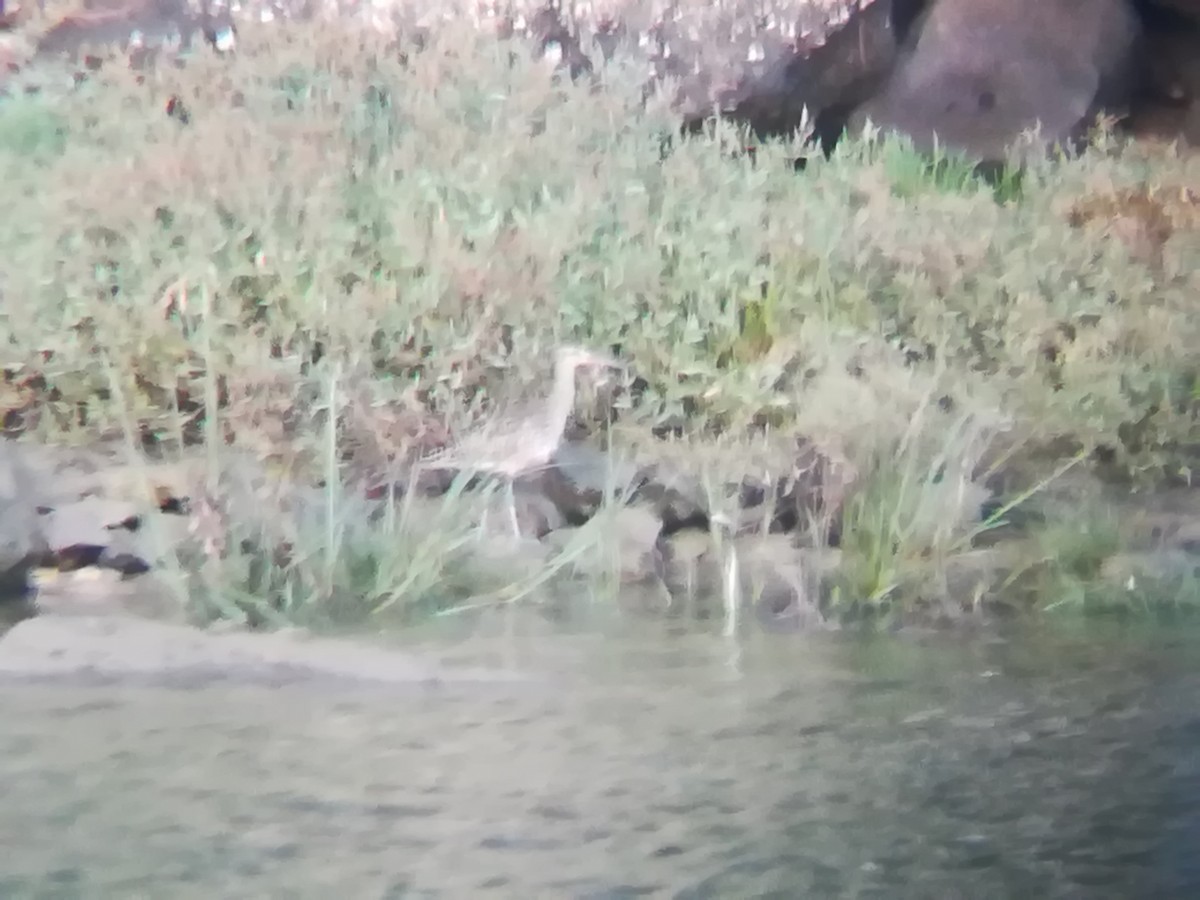 Bar-tailed Godwit - ML114726481