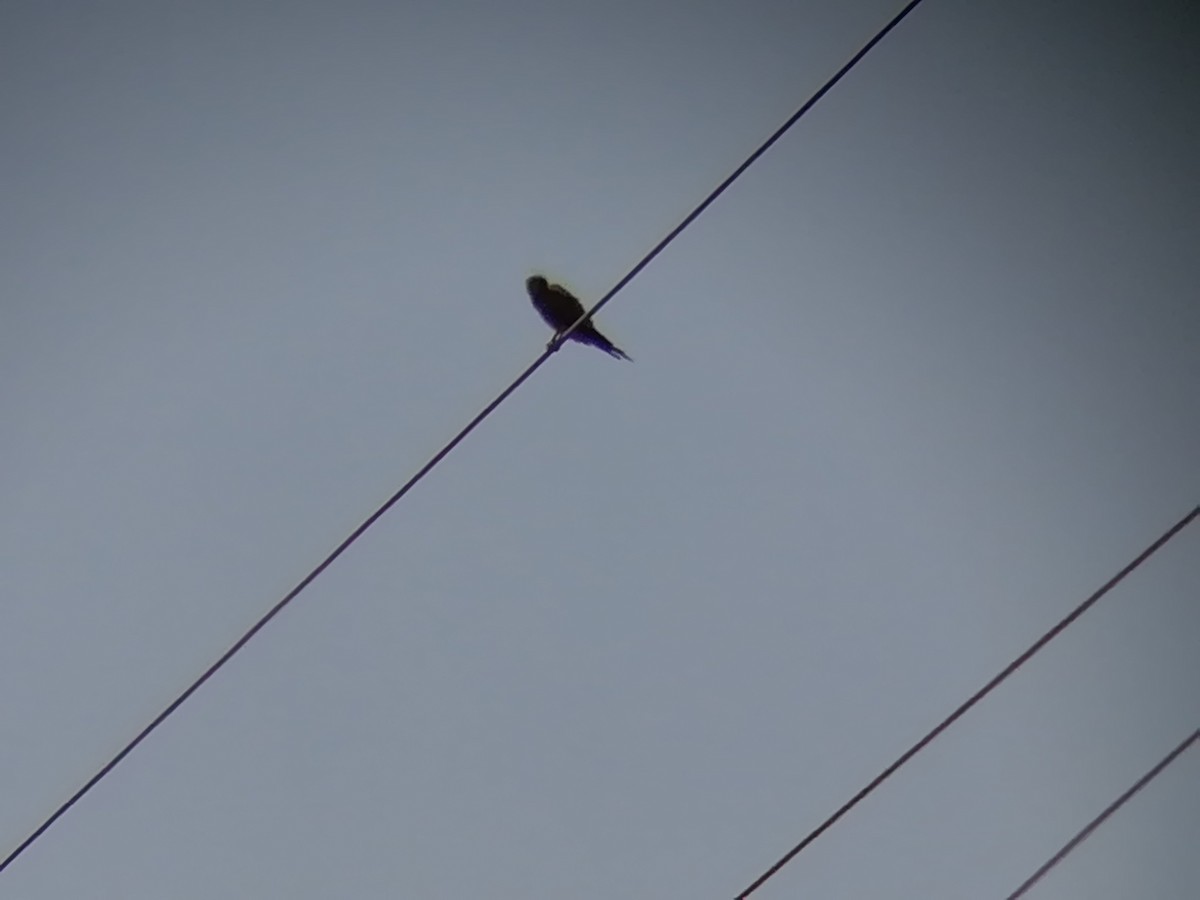 Eurasian Kestrel - ML114726881