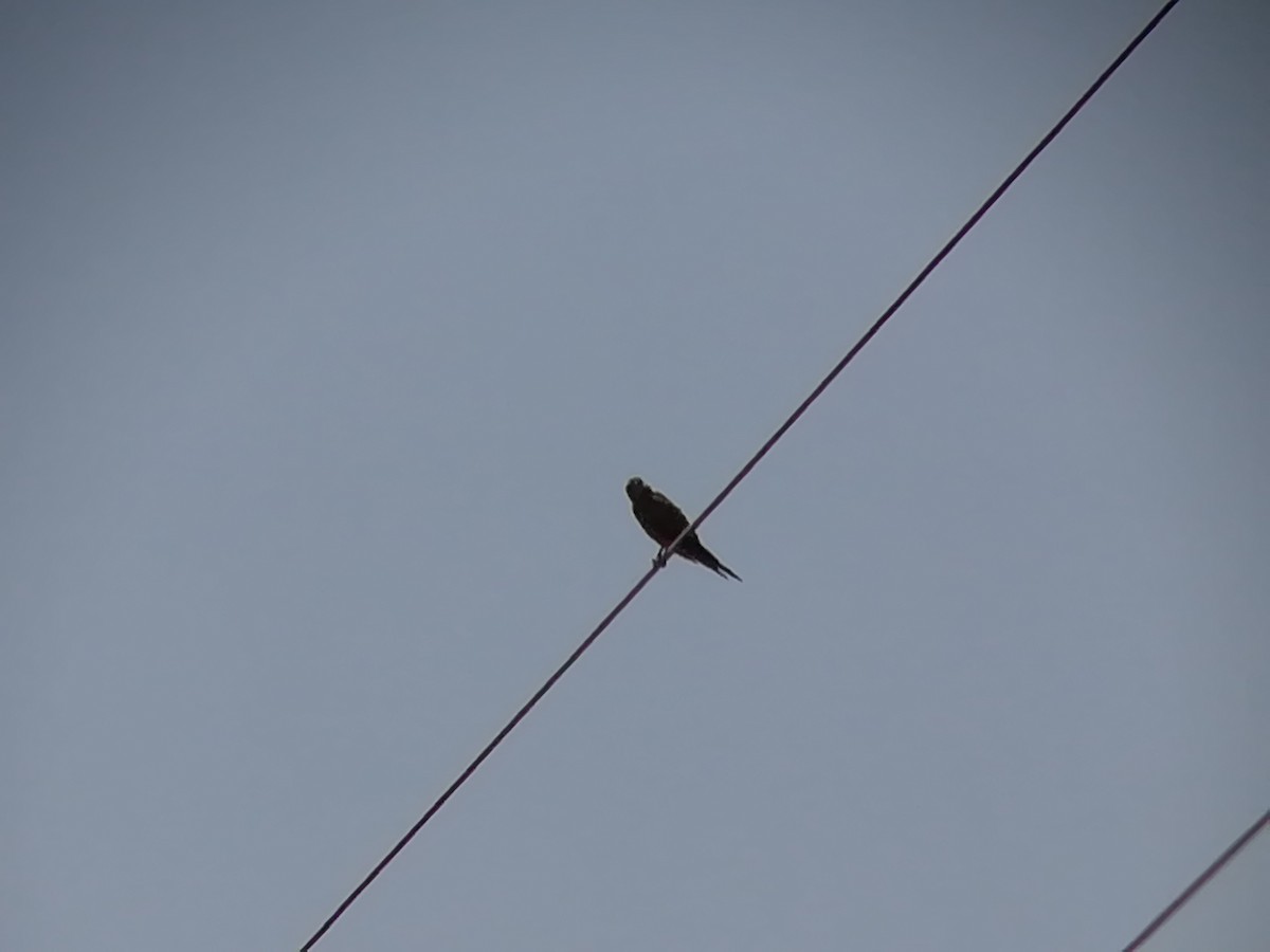 Eurasian Kestrel - ML114726911