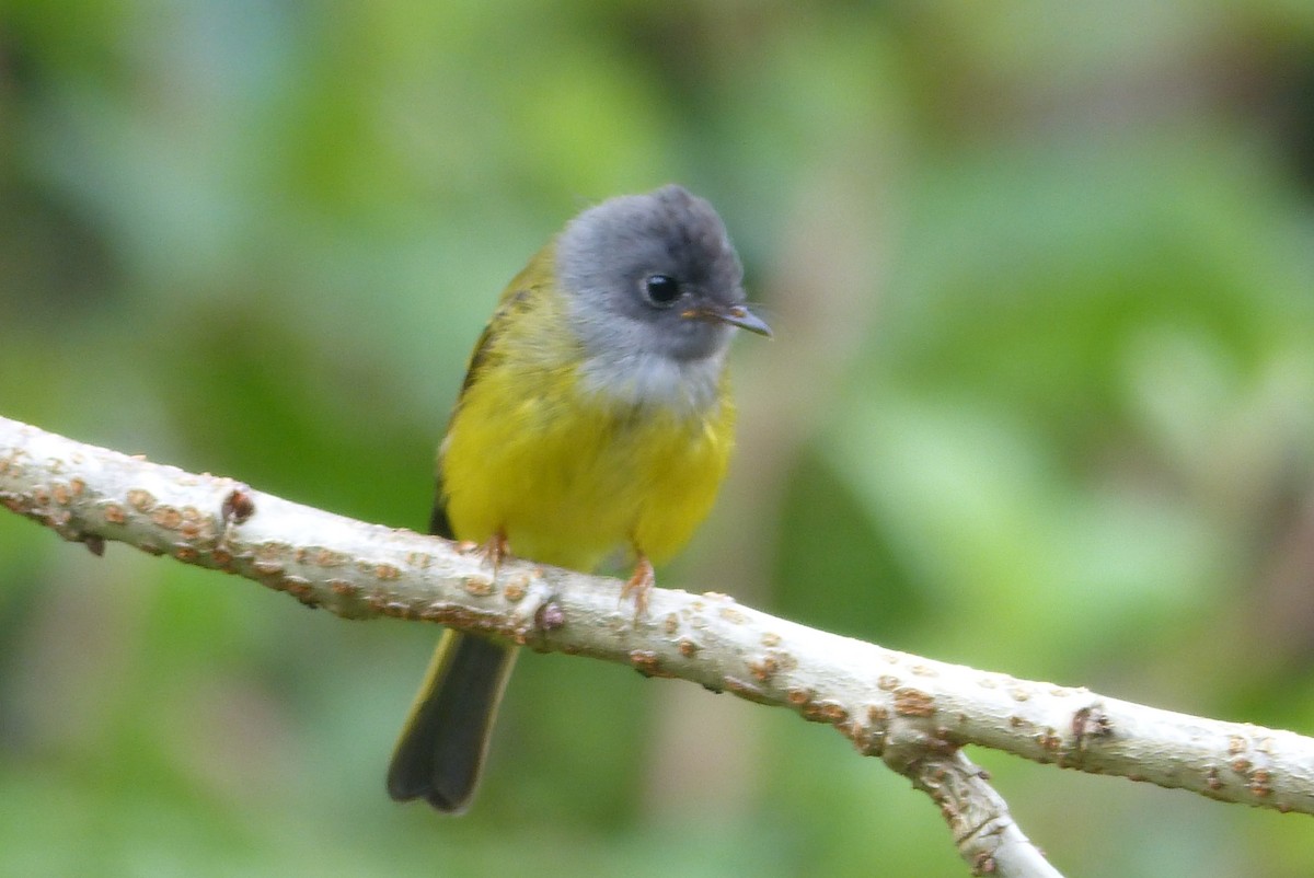 Gray-headed Canary-Flycatcher - ML114727661