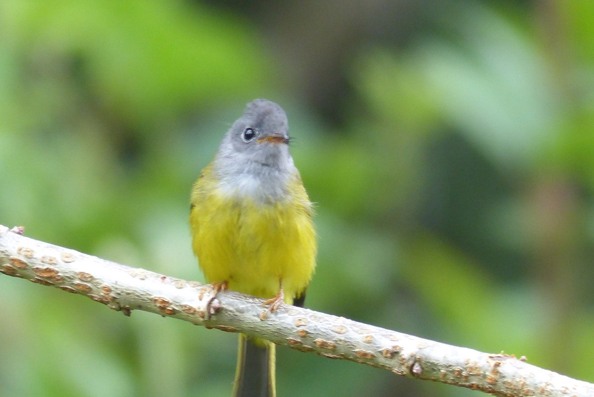 Gray-headed Canary-Flycatcher - ML114727681