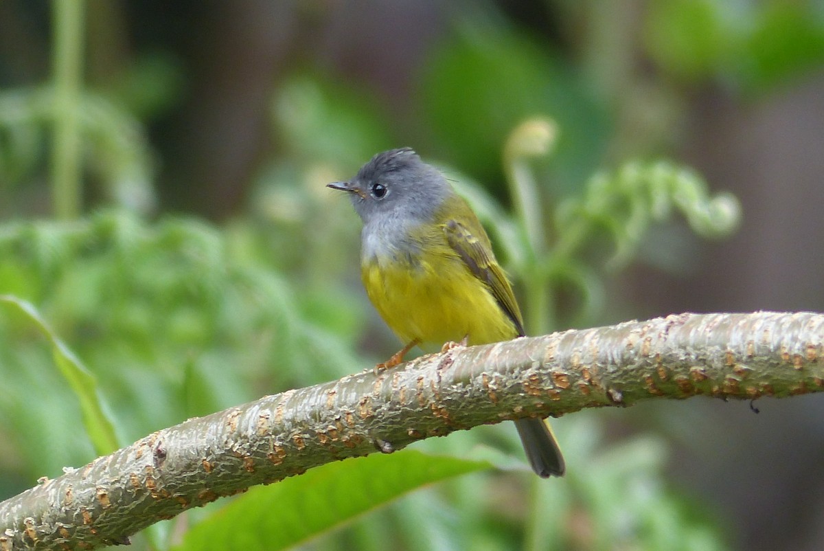 Gray-headed Canary-Flycatcher - ML114727701