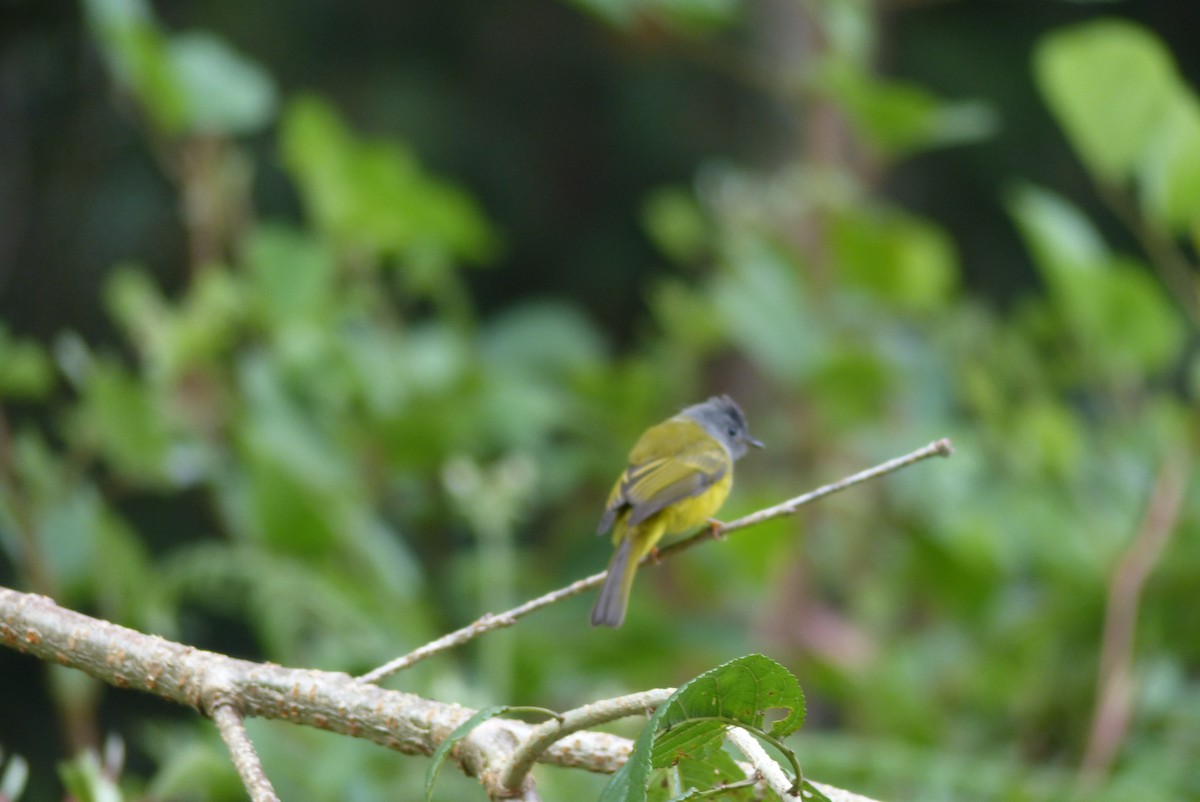 Gray-headed Canary-Flycatcher - ML114727721