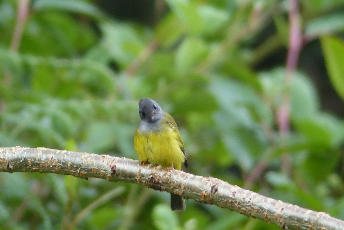 Gray-headed Canary-Flycatcher - ML114727731