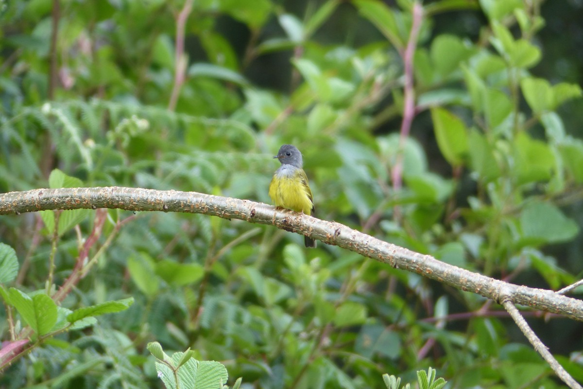 Gray-headed Canary-Flycatcher - ML114727741