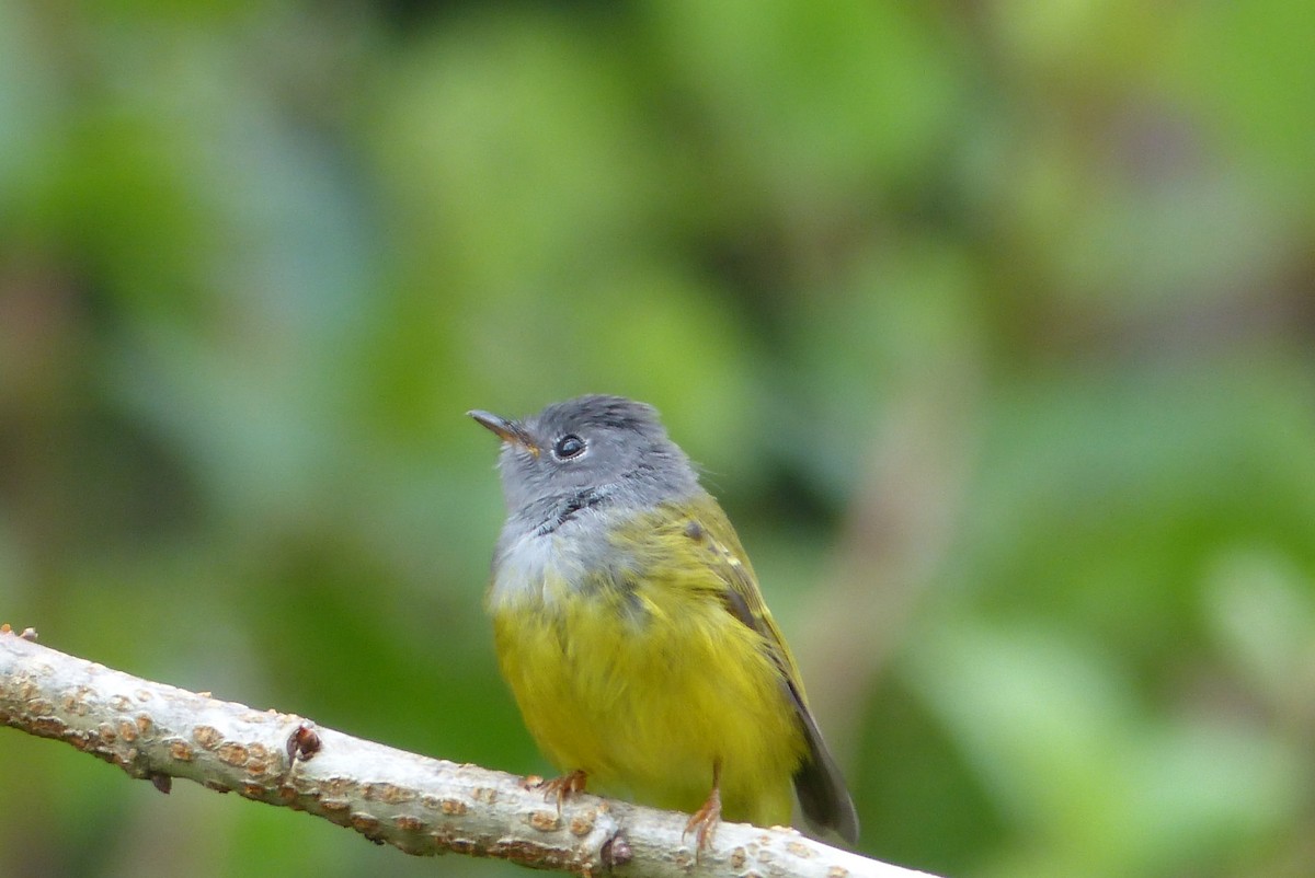 Gray-headed Canary-Flycatcher - ML114727801