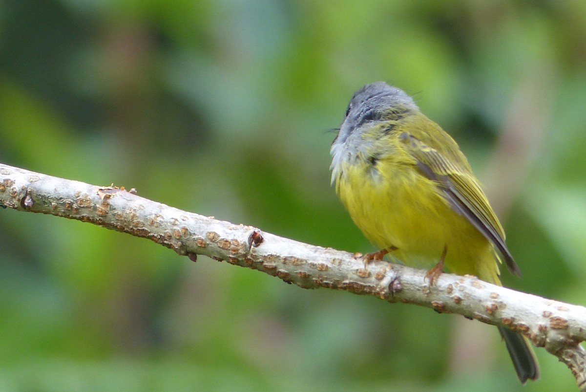 Gray-headed Canary-Flycatcher - ML114727831