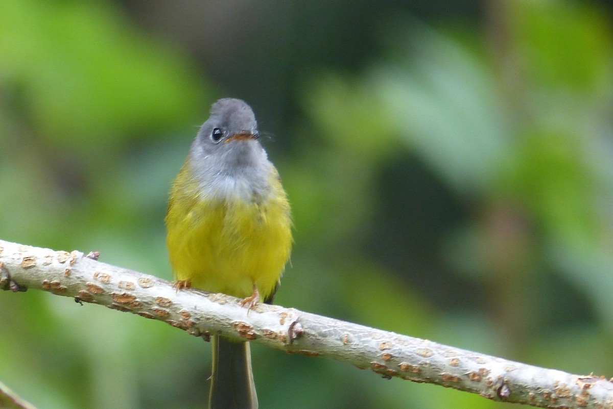 Gray-headed Canary-Flycatcher - ML114727851