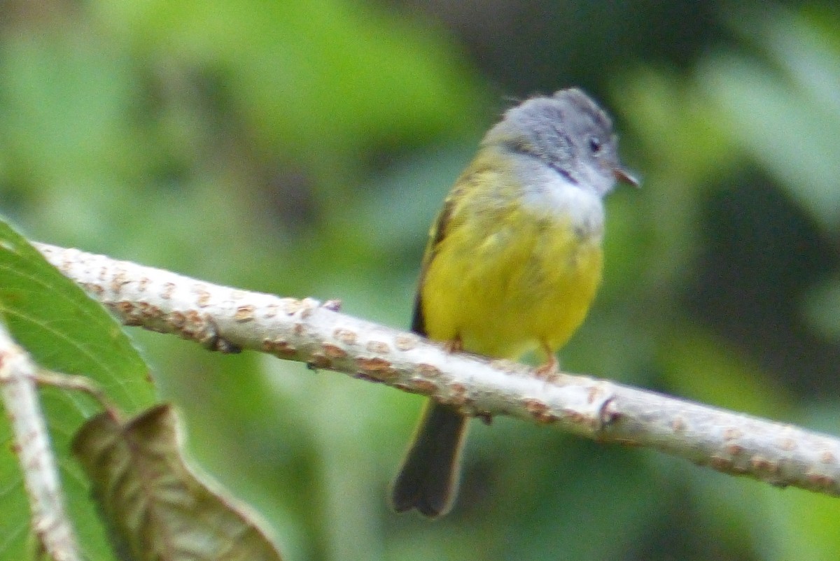 Gray-headed Canary-Flycatcher - ML114727861