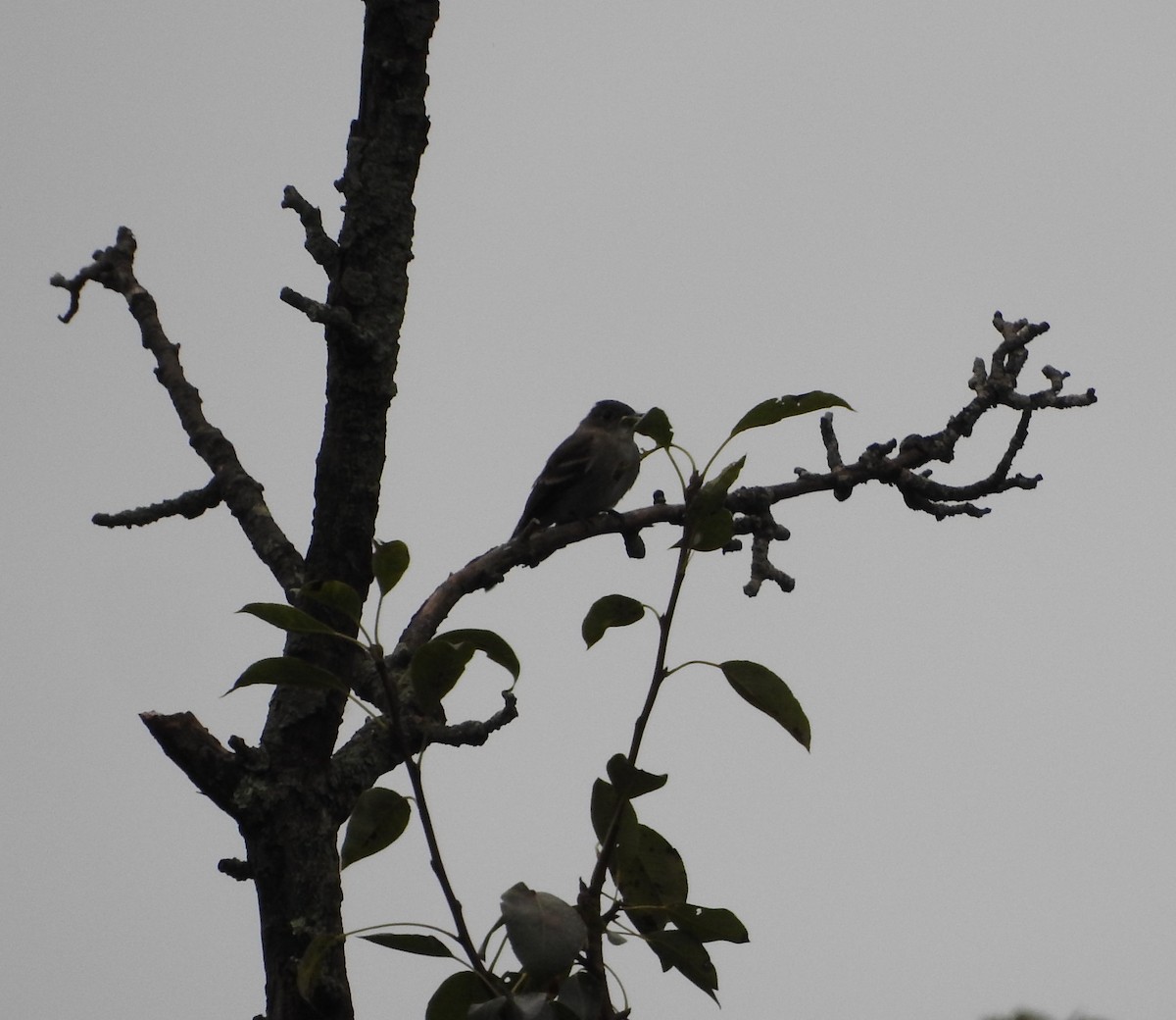 Least Flycatcher - Dave Neimeyer