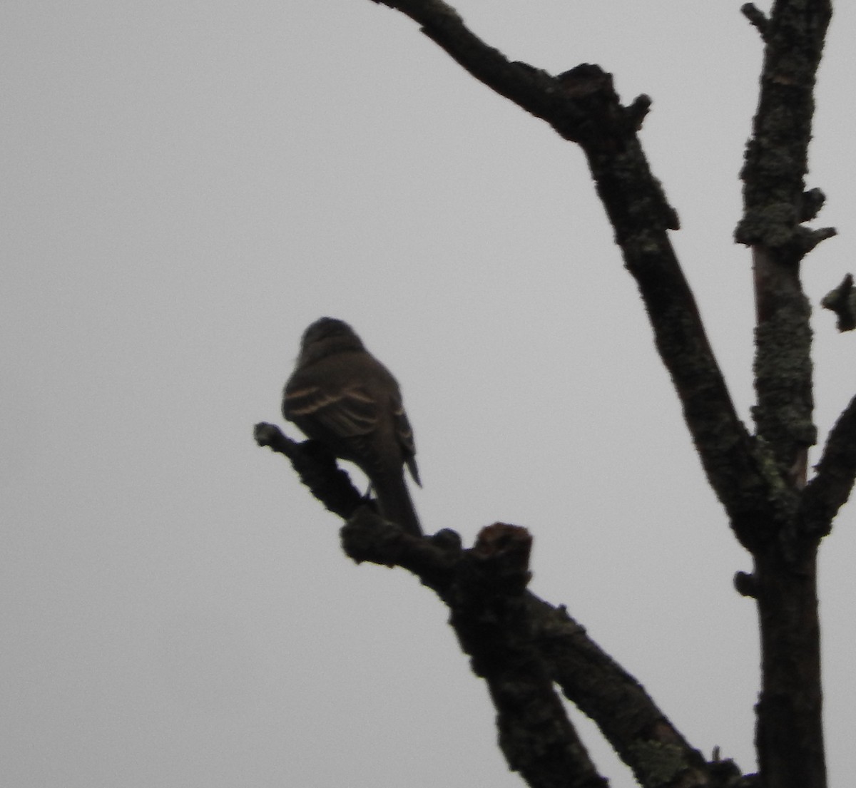 Least Flycatcher - Dave Neimeyer