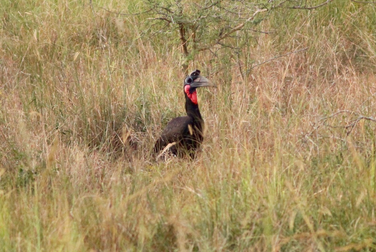 Abyssinian Ground-Hornbill - ML114731481