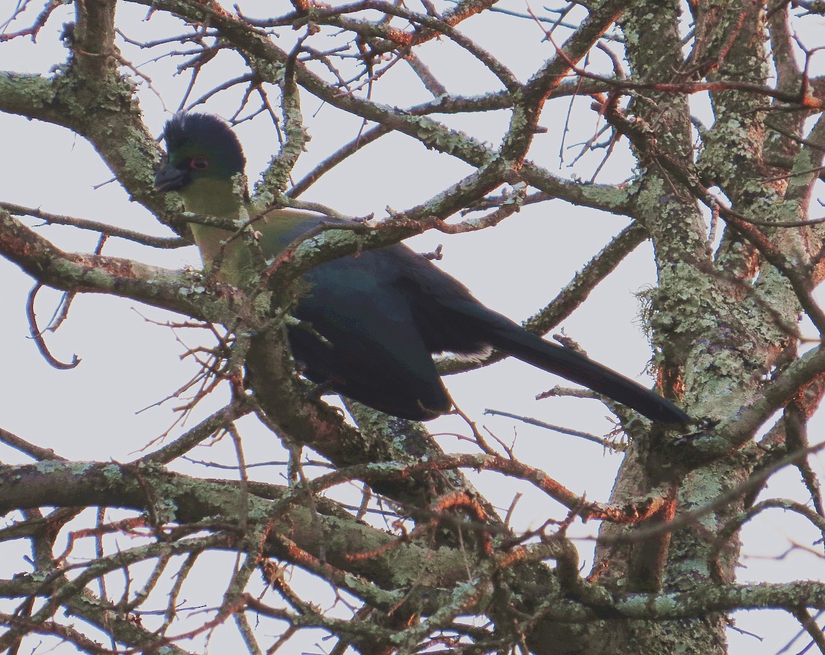 Purple-crested Turaco - ML114732421