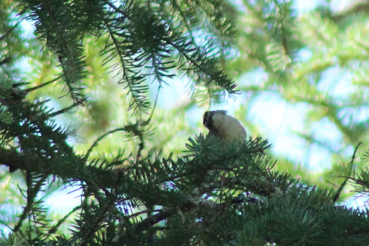 Golden-crowned Kinglet - ML114733271