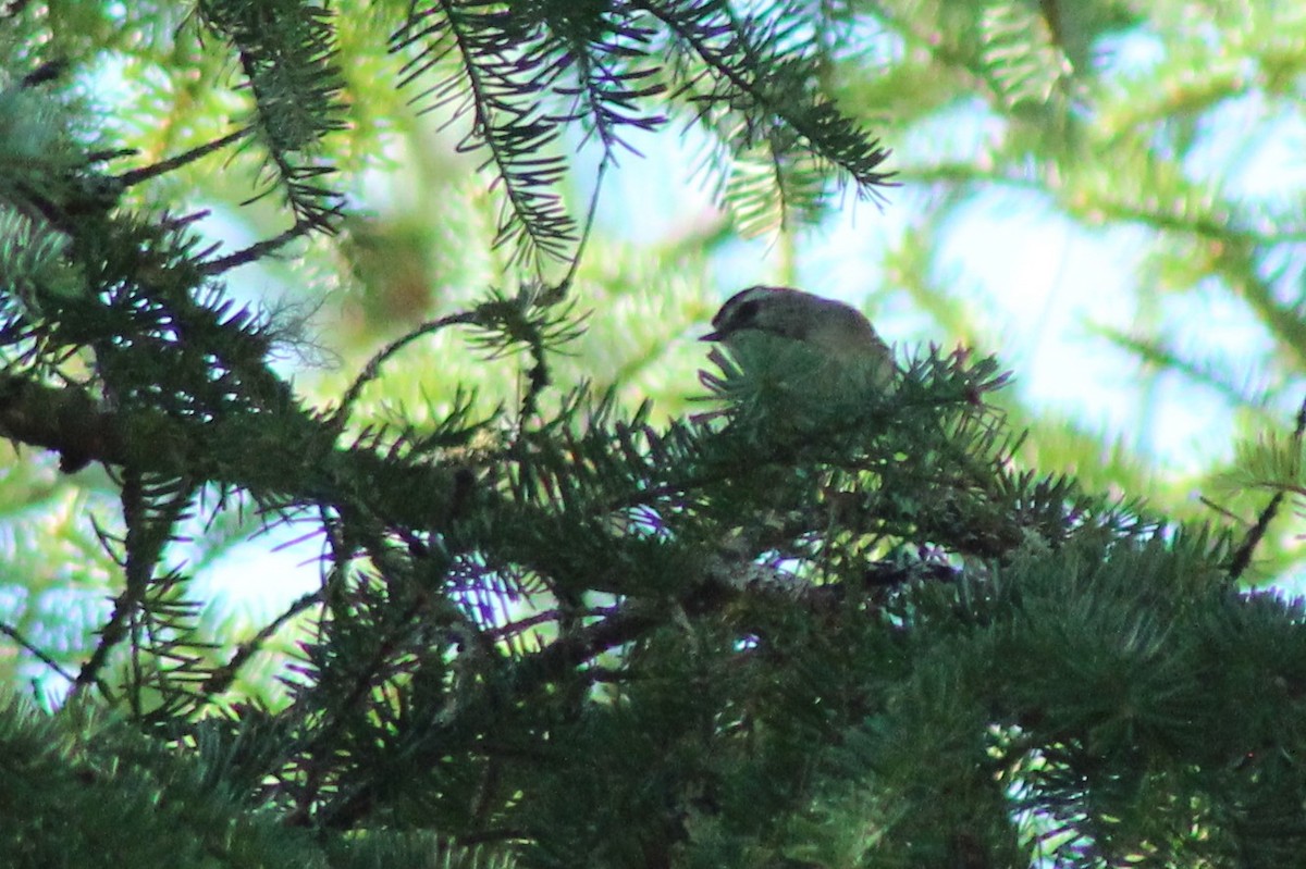 Golden-crowned Kinglet - ML114733281