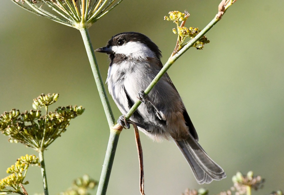 Chestnut-backed Chickadee - ML114733701