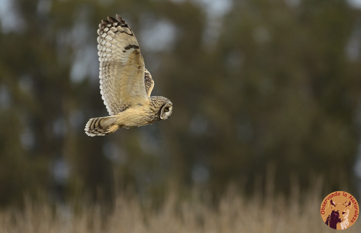 Short-eared Owl - ML114733971